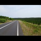 Fahrt durch große Nadelholz-Monokulturen
